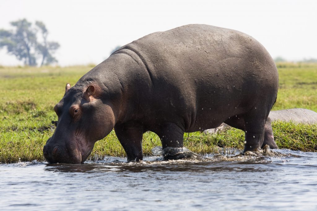 Ippopotamo