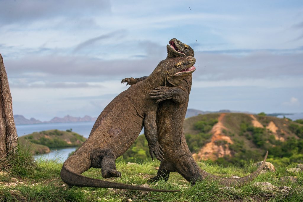 Due draghi di komodo che lottano