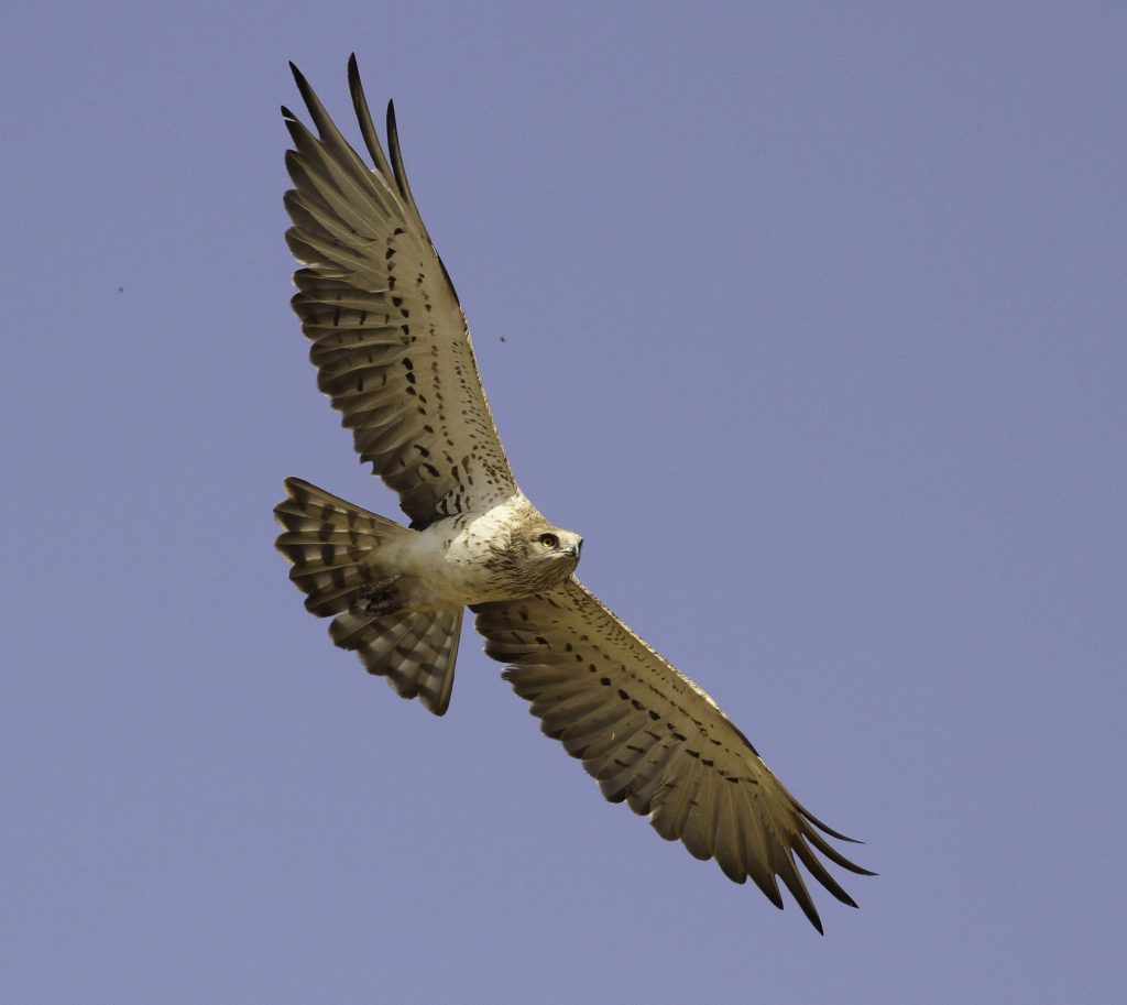 Biancone in volo
