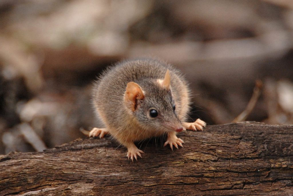 Diventare padre, per il maschio di Antechinus, è l’ultimo atto della sua vita