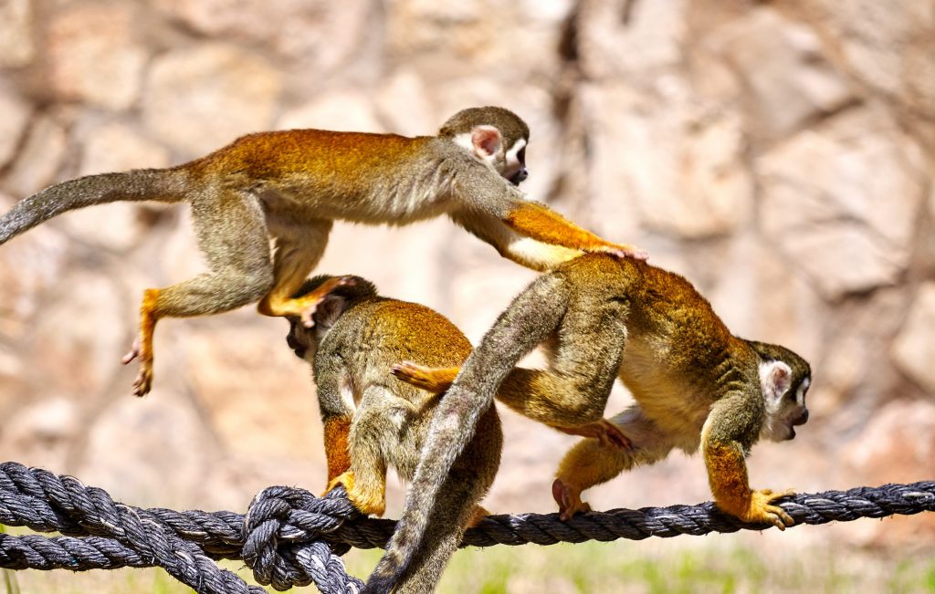 Il gioco è una parte importante dell’apprendimento in molte specie di scimmie