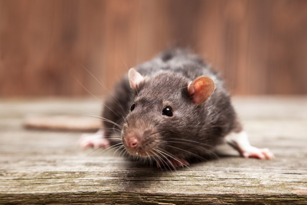 Il DNA del ratto norvegese è al 95% simile a quello del ratto dell’Isola di Natale