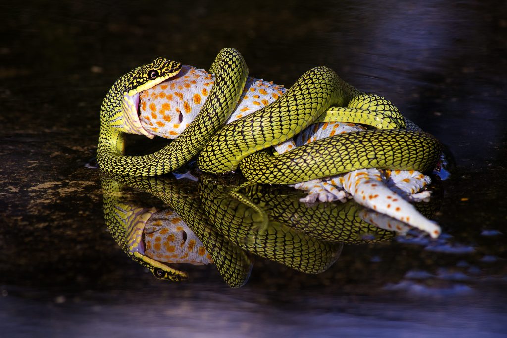 I serpenti possono ingurgitare prede molto più grandi di loro