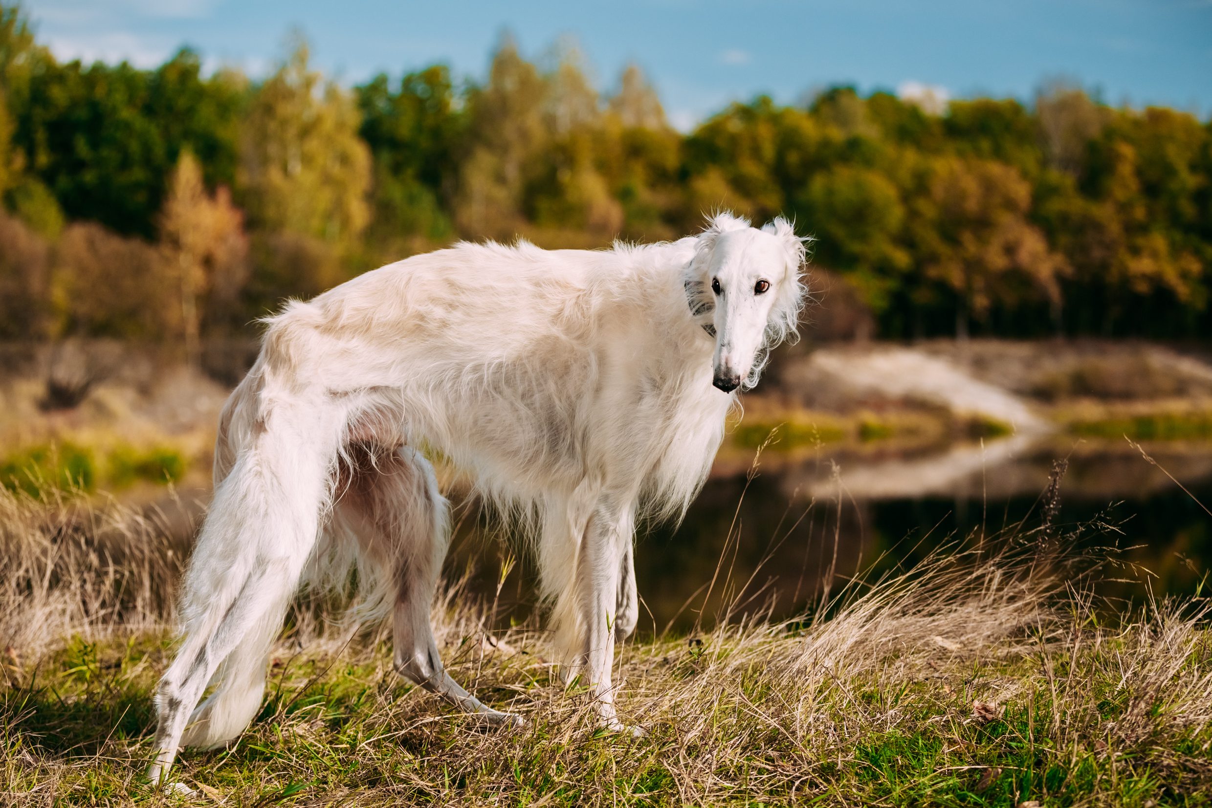 Borzoi Russo levriero
