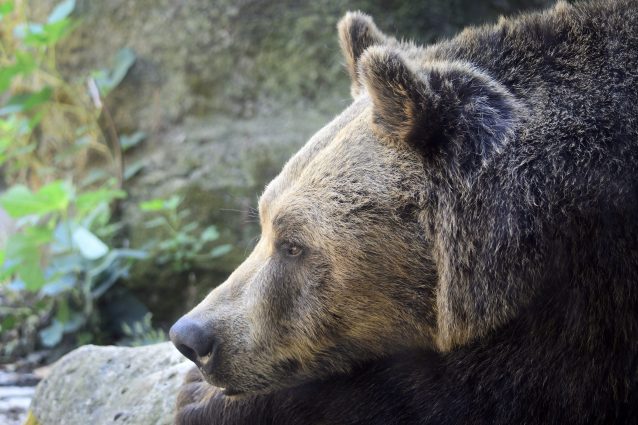 orso marsicano
