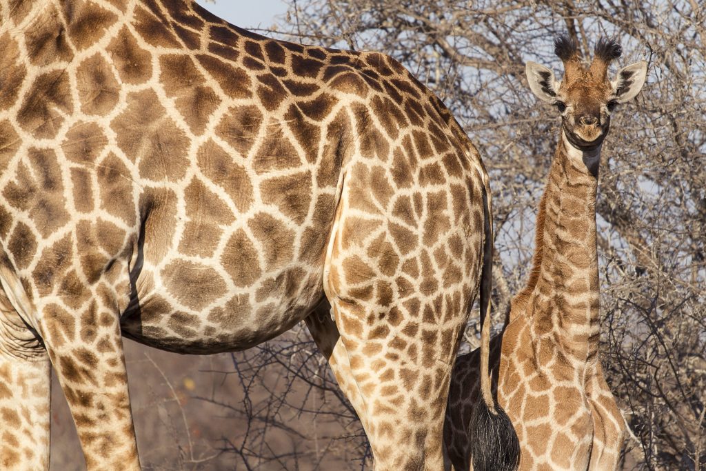 Un cucciolo di giraffa insieme alla madre