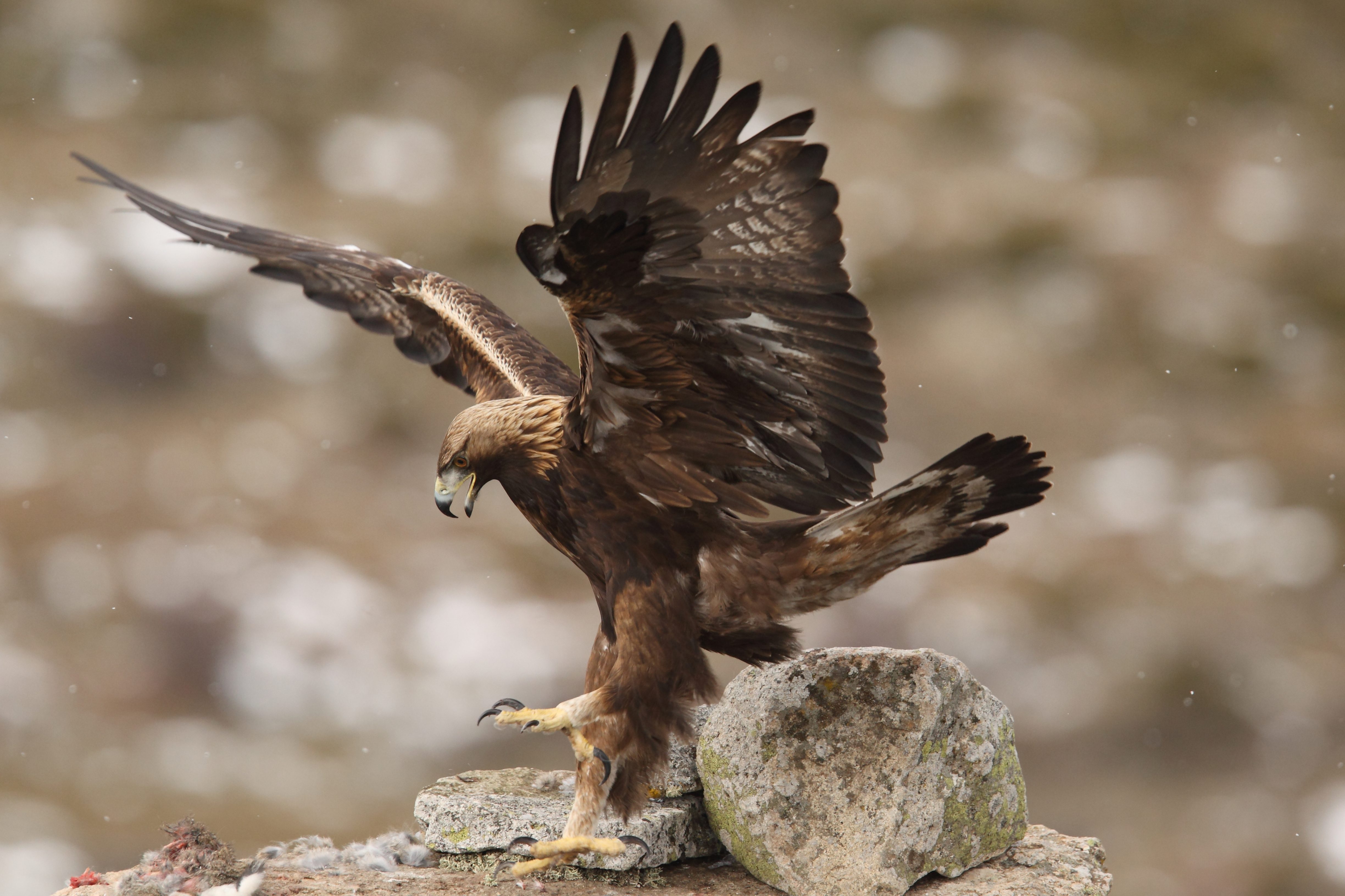 Imperial Eagle