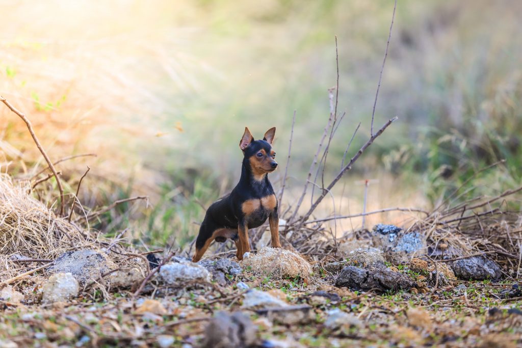 Un orgogliosissimo Pinscher nano mentre esplora il territorio