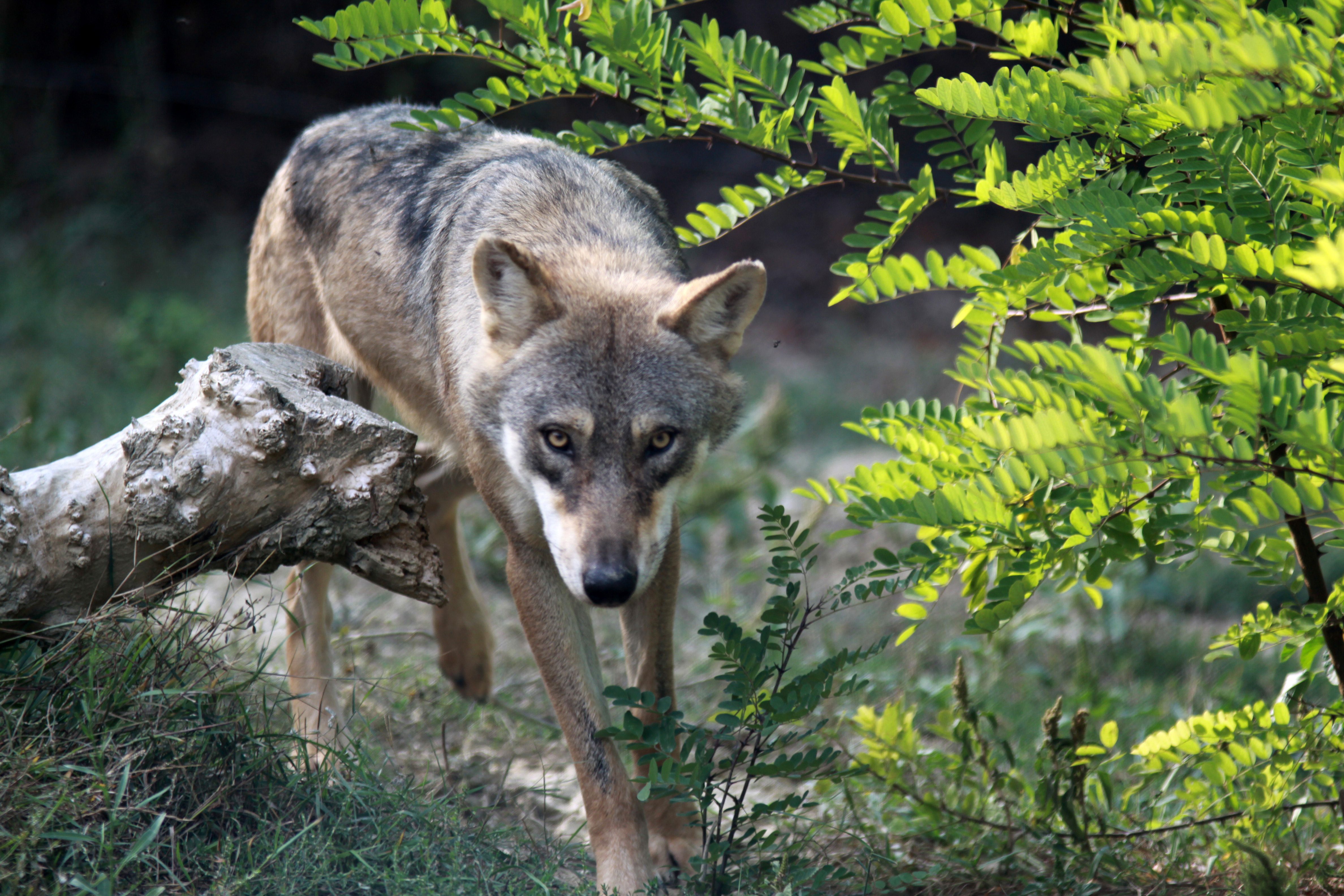 The wolf