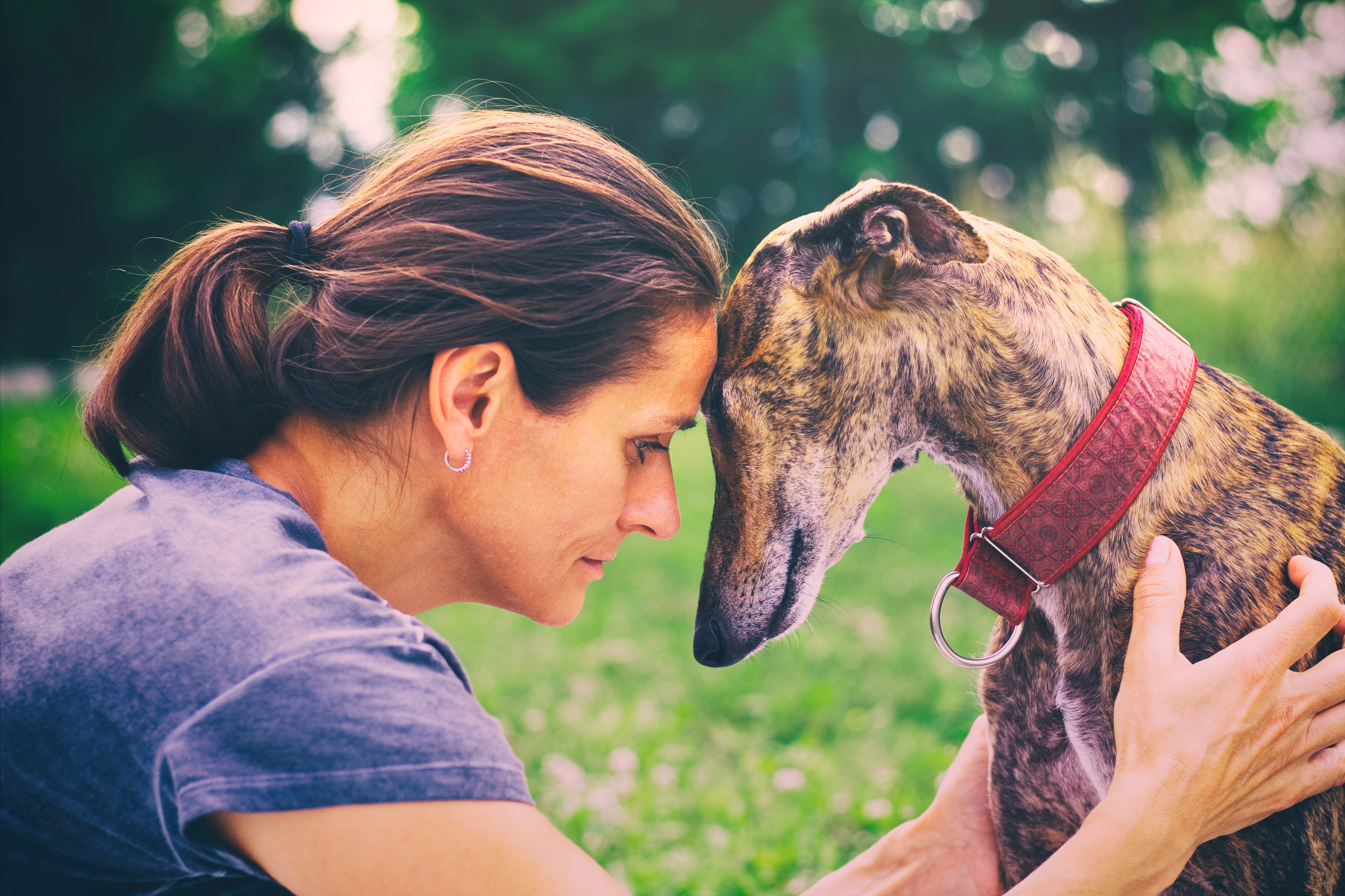 galgo