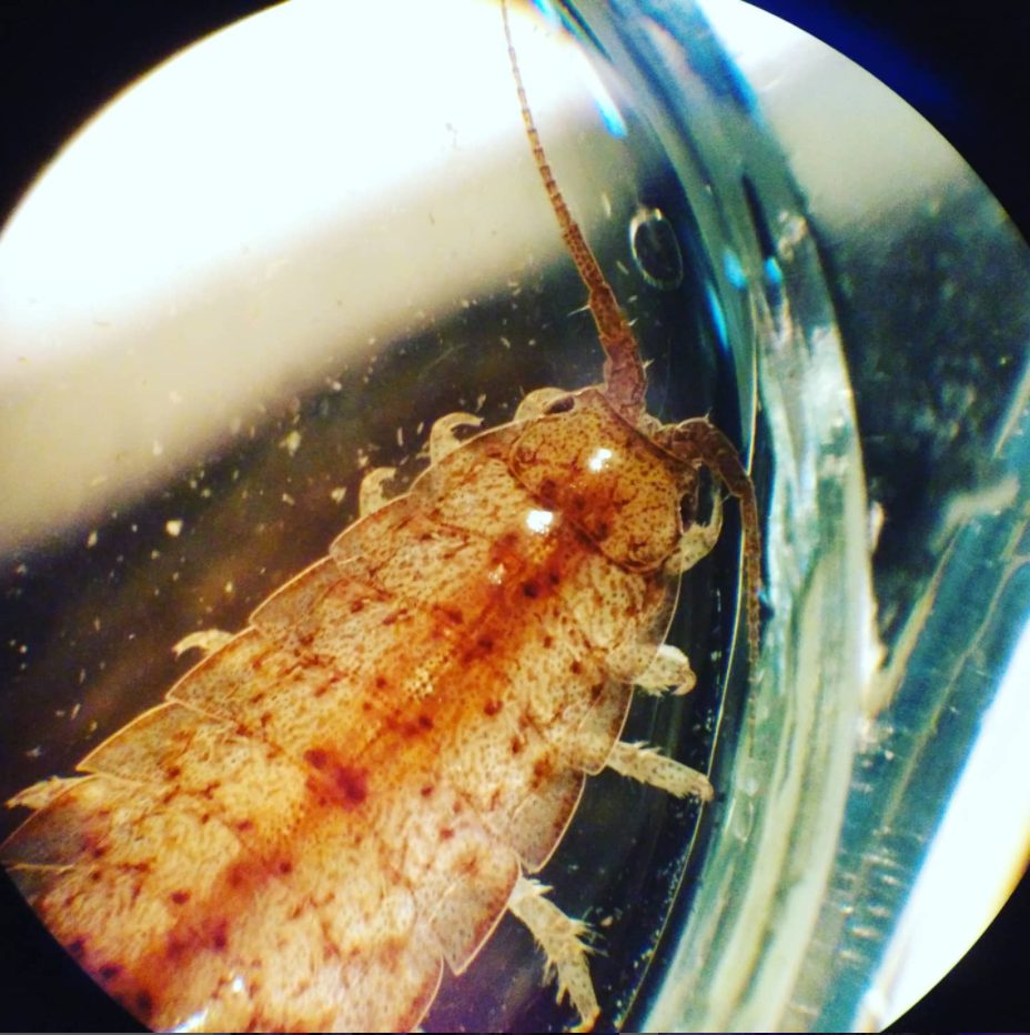 Idotea balthica (adulto), isopode (un tipo di crostaceo) capace di sopravvivere in svariati ambienti. Utilizzato per comprendere quanto l’acidificazione colpisca anche organismi molto adattabili