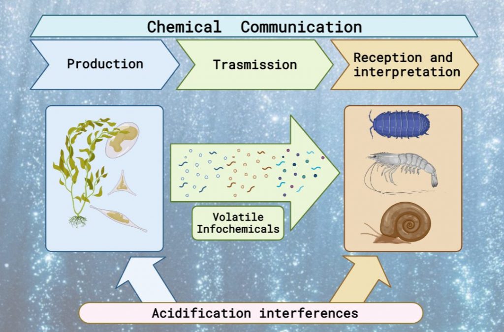 L’acidificazione marine altera sia la produzione che la percezione degli odori in mare, con meccanismi e portate differenti sulla base dell’odore stesso, delle specie e delle fasi vitali