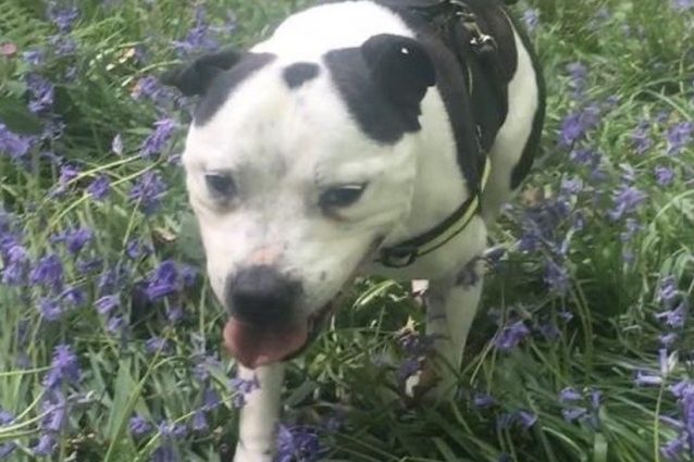 dog cane rocco
