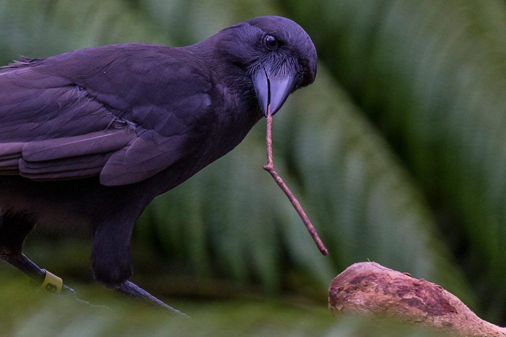 È dimostrato che i corvidi possano utilizzare semplici strumenti
