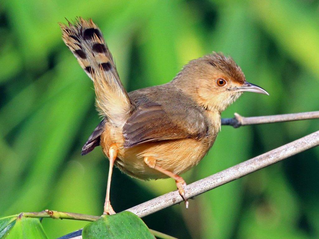 Cisticola dalla faccia rossa