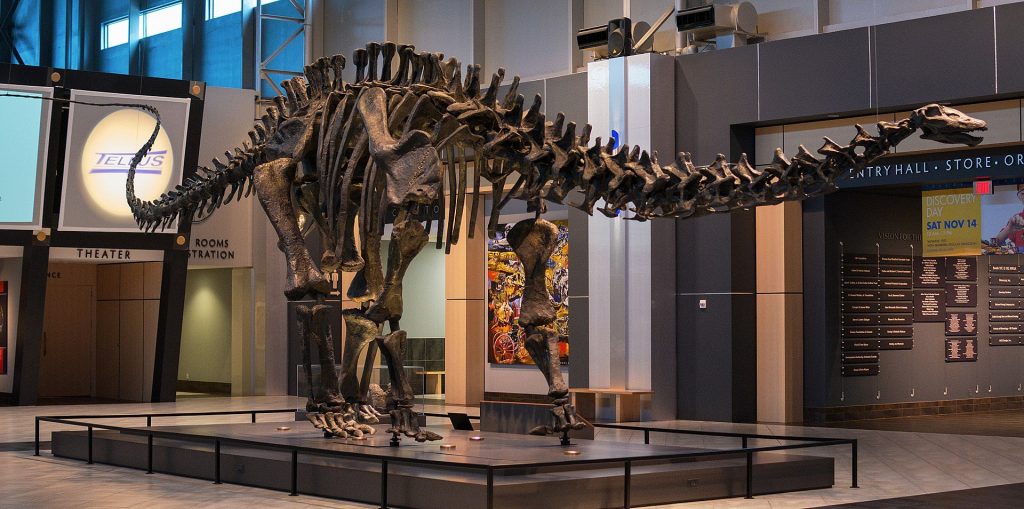 Esemplare esposto al Tellus Science Museum. Foto da Wikimedia Commons