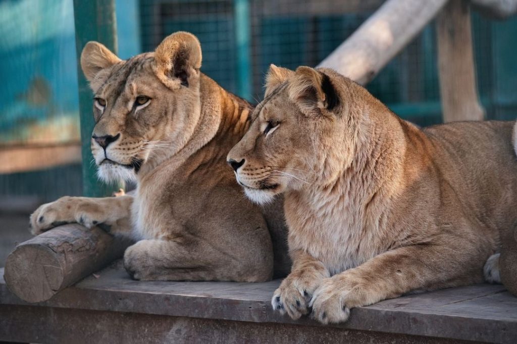 Due dei leoni ospitati all’Ecopark di Kharkiv