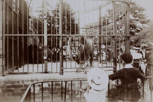 Uno zoo dei primi del 900