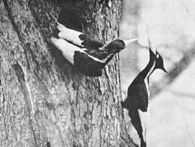 Un maschio (a sinistra) e una femmina fotografati da Arthur A. Allen nell’aprile del 1935