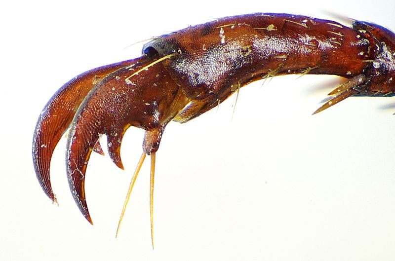 I due "terrificanti" artigli di Anoxia orientalis