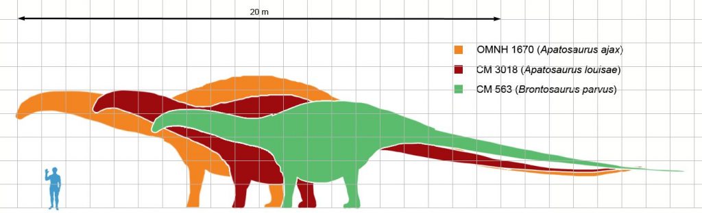 Confronto dimensionale tra Brontosaurus, Apatosaurus e uomo. Immagine da Wikimedia Commons