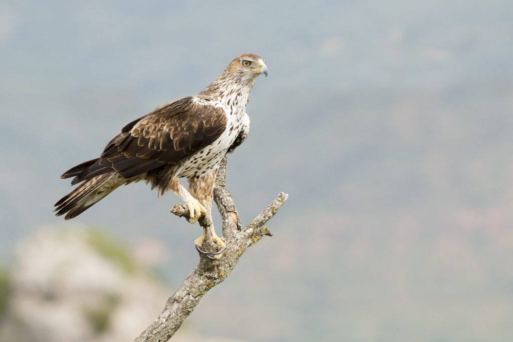 Un esemplare adulto di aquila del Bonelli