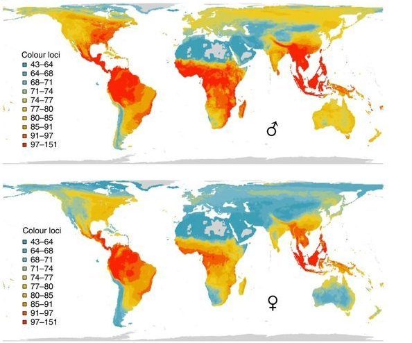 Il gradiente latitudinale dei colori degli uccelli nei maschi (in alto) e nelle femmine (in basso). Cooney et al., 2022