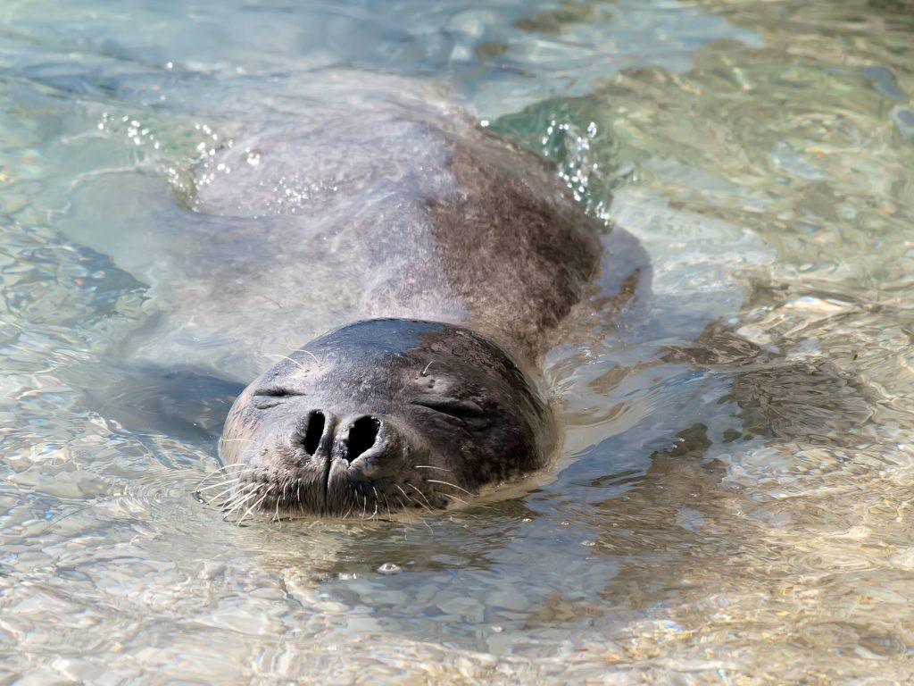 Una foca monaca avvistata e fotografata in Grecia