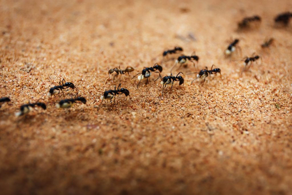 Formiche e altri insetti sociali tra gli animali più diffusi a mondo