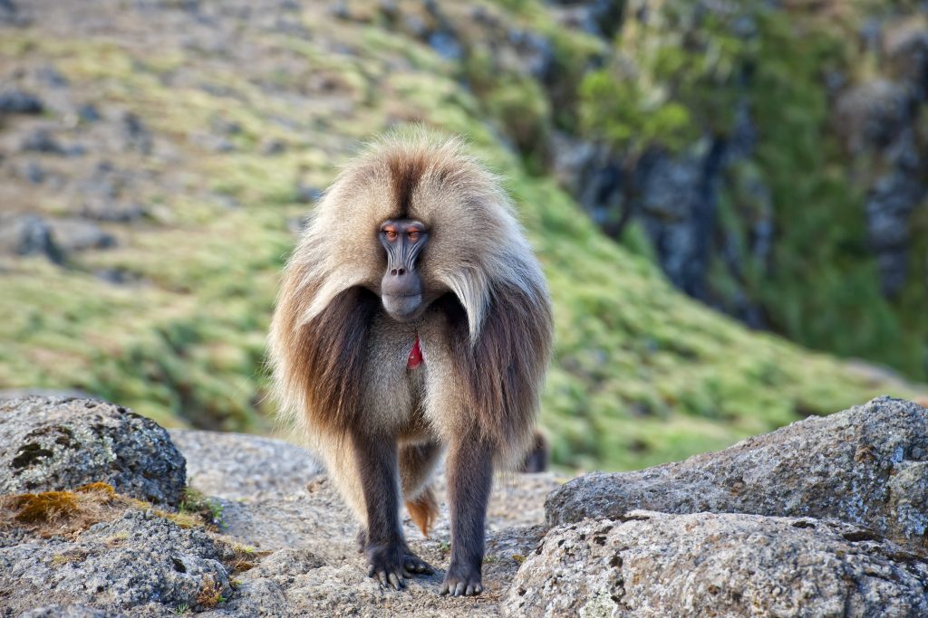 Un gelada (Theropithecus gelada), specie endemica delle alture etiopi
