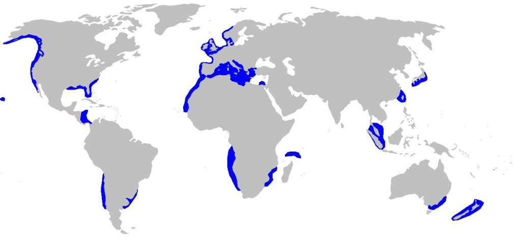 Distribuzione della specie