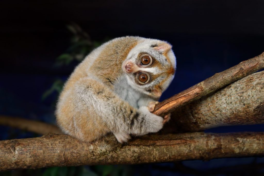 Un lori, Nycticebus bengalensis