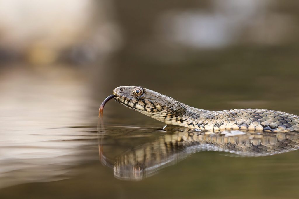 In acqua le natrici sono predatori agili