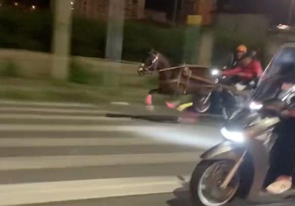 corsa clandestina cavalli