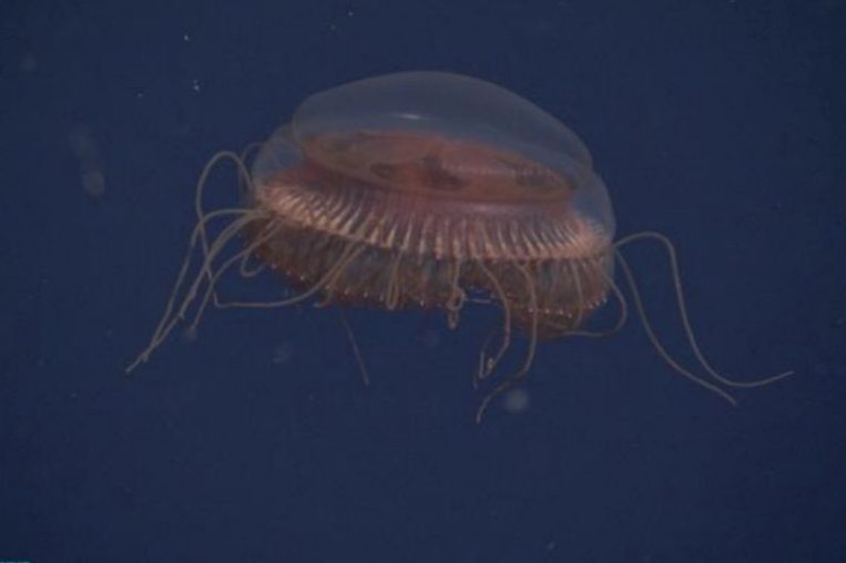 Una Atolla reynoldsi fotografata nelle profondità degli abissi. Matsumoto et al., 2022
