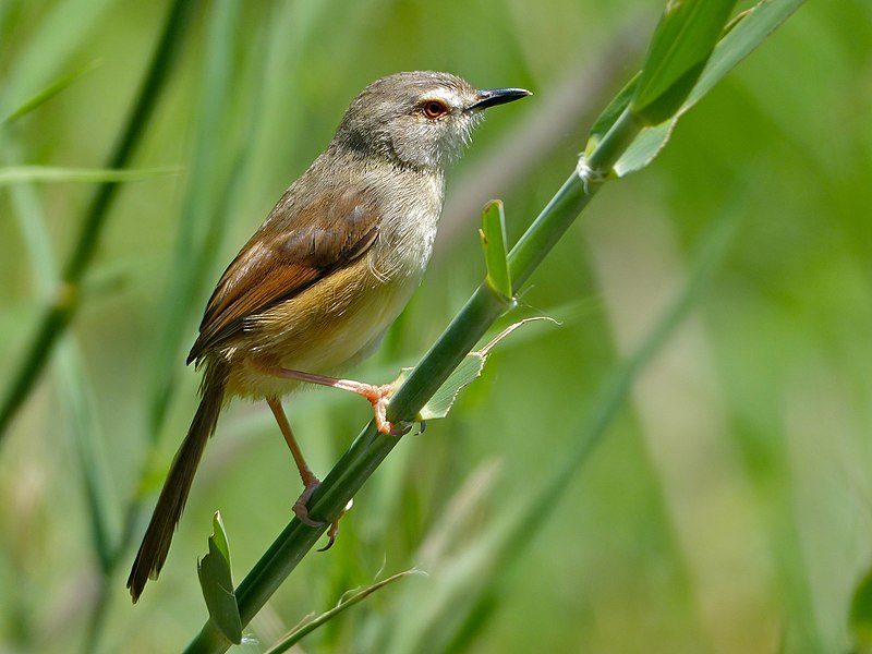 Pirinia subflava