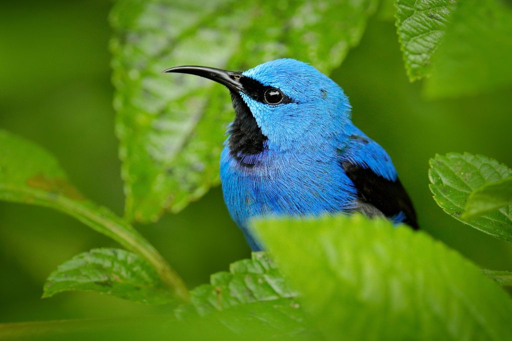 I passeriformi che vivono vicini all’equatore, come questo mielero splendente (Cyanerpes lucidus), sono il 30% più colorati delle controparti che abitano nei pressi dei poli