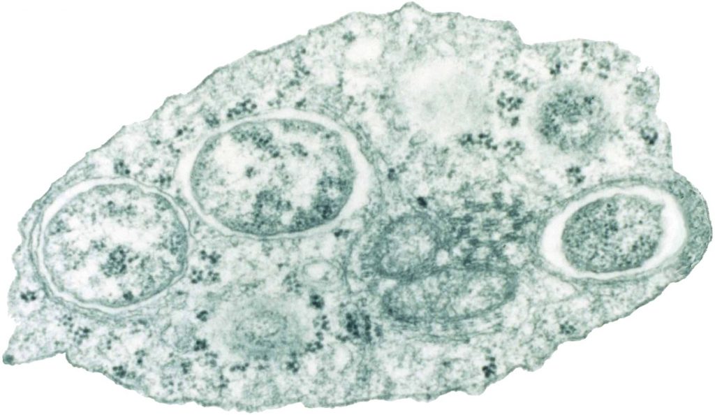 Un esemplare di Wolbachia