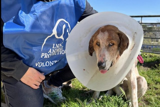 Credit: Lega Nazionale per la Difesa del Cane sez. Ostia