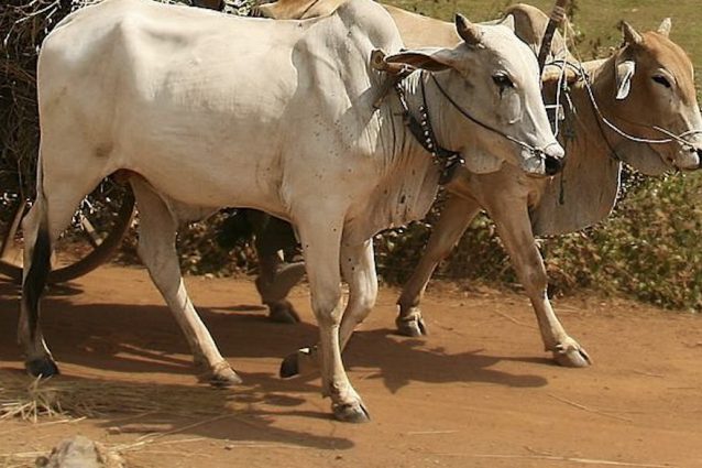 carresi