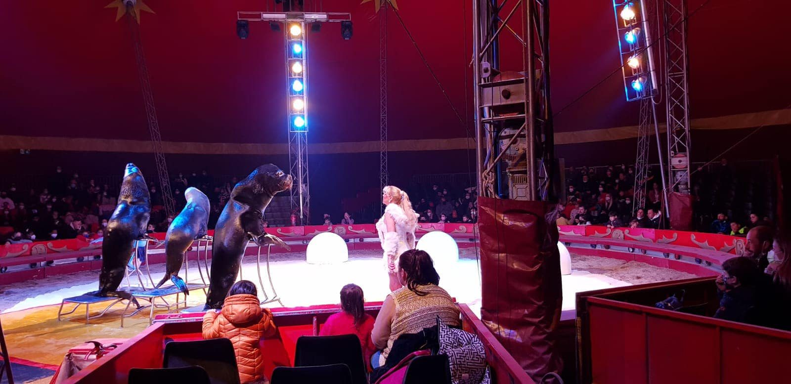 circo royal avellino foche
