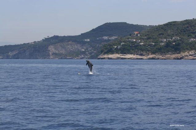 delfino amp punta campanella
