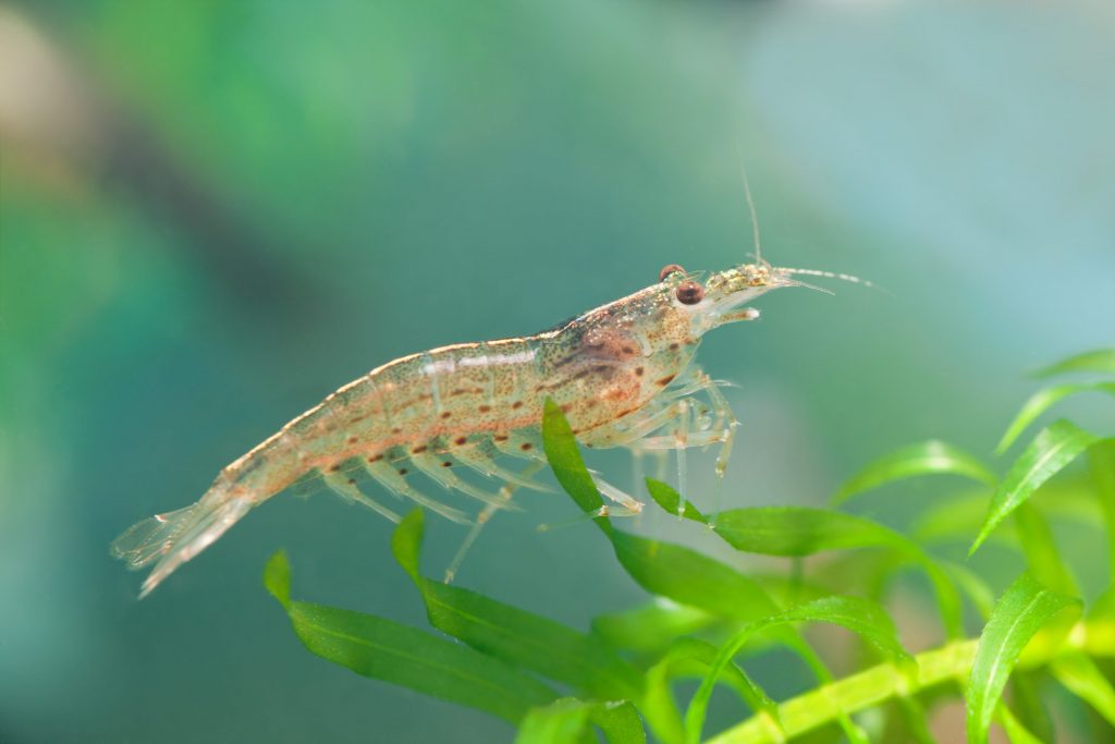 Insieme agli esapodi, i crostacei costituiscono un unico subphylum