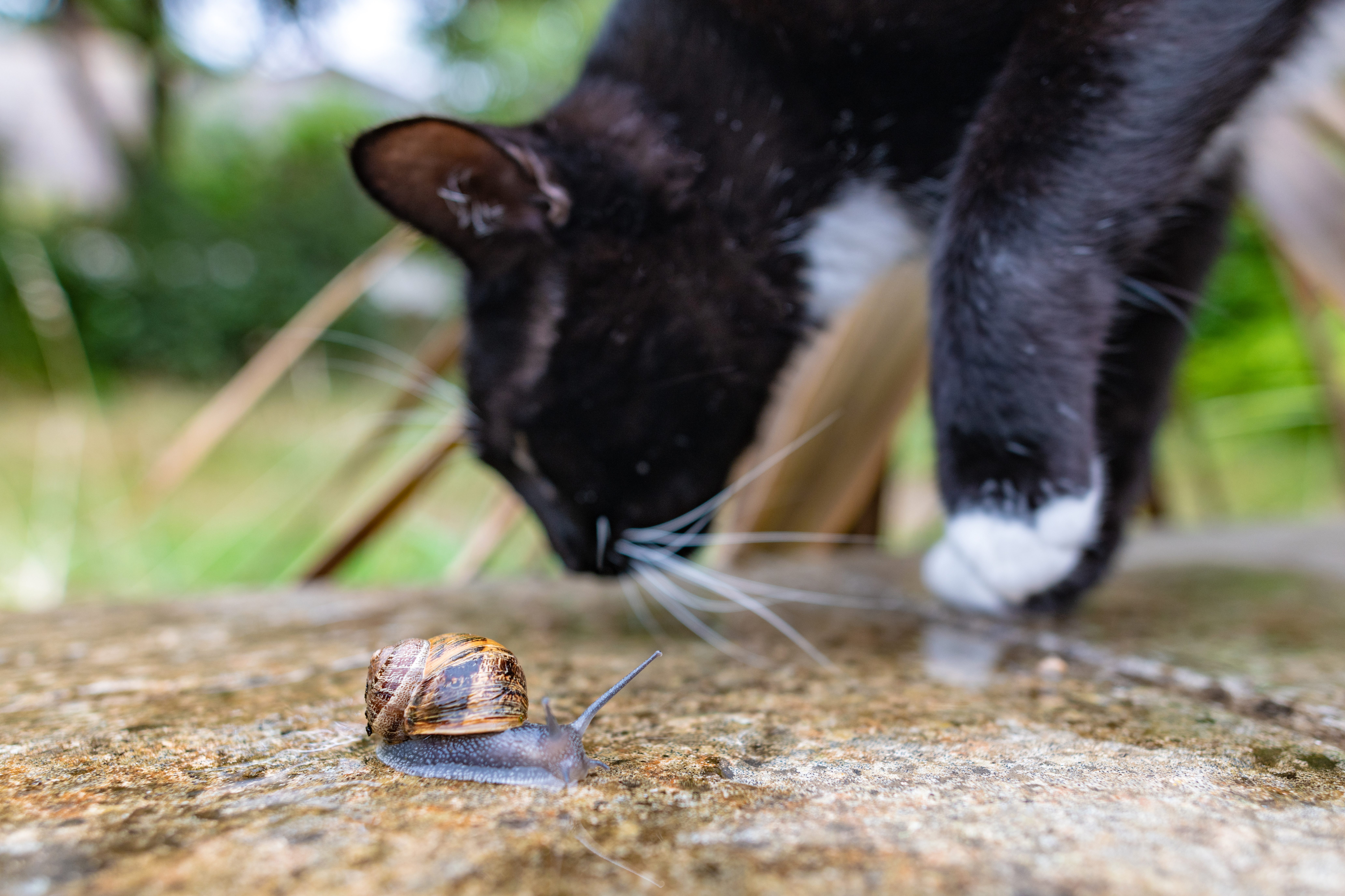 gatto chiocciola