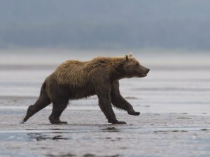 orso bruno
