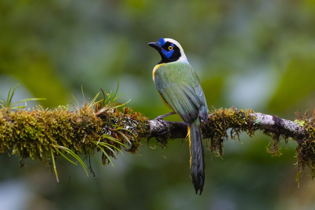 Da secoli naturalisti e ornitologi hanno notato che gli uccelli che vivono vicino all’equatore sono più colorati. Come questa ghiandaia verde (Cyanocorax yncas) diffusa in Centro e Sud America