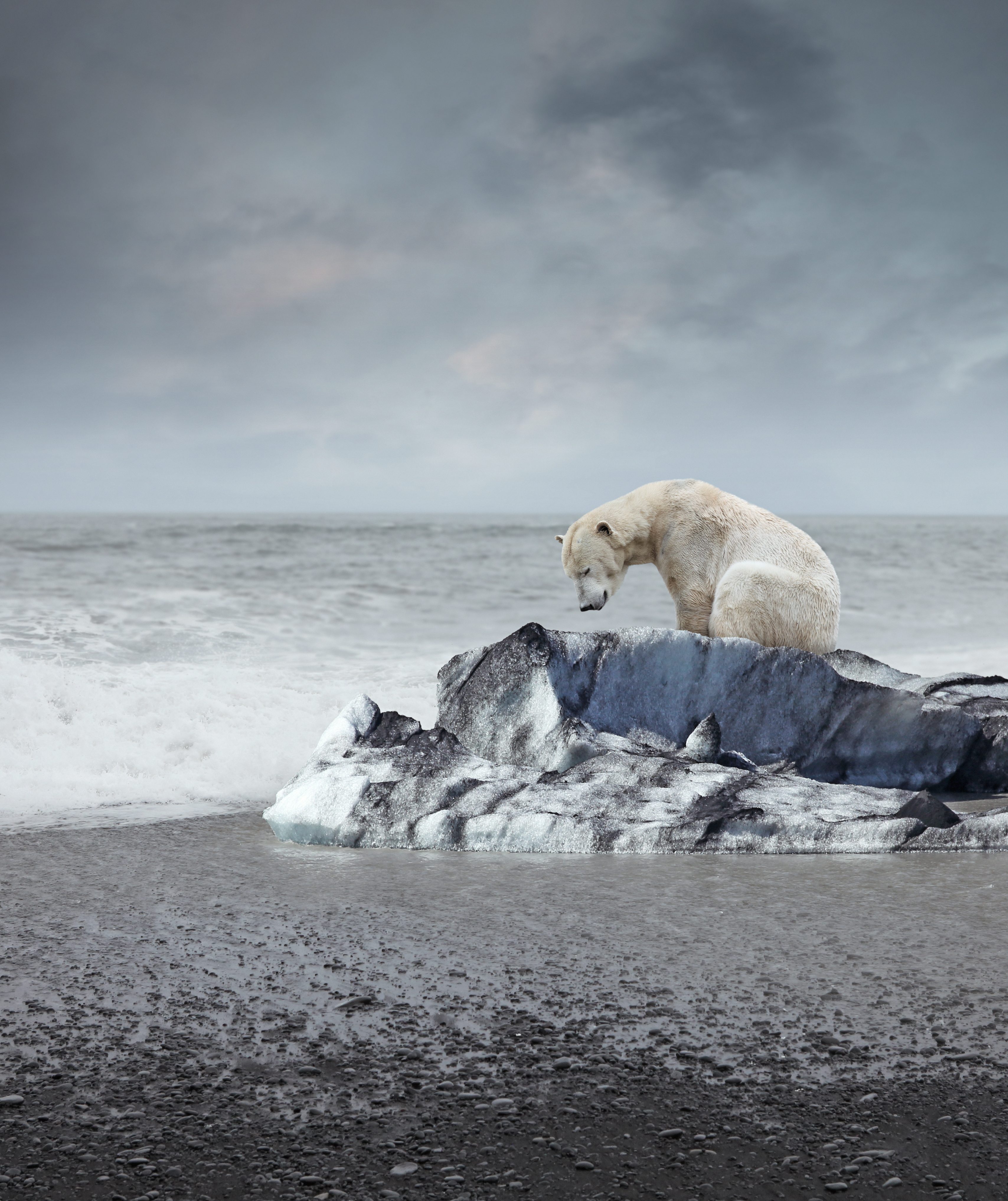 orso polare