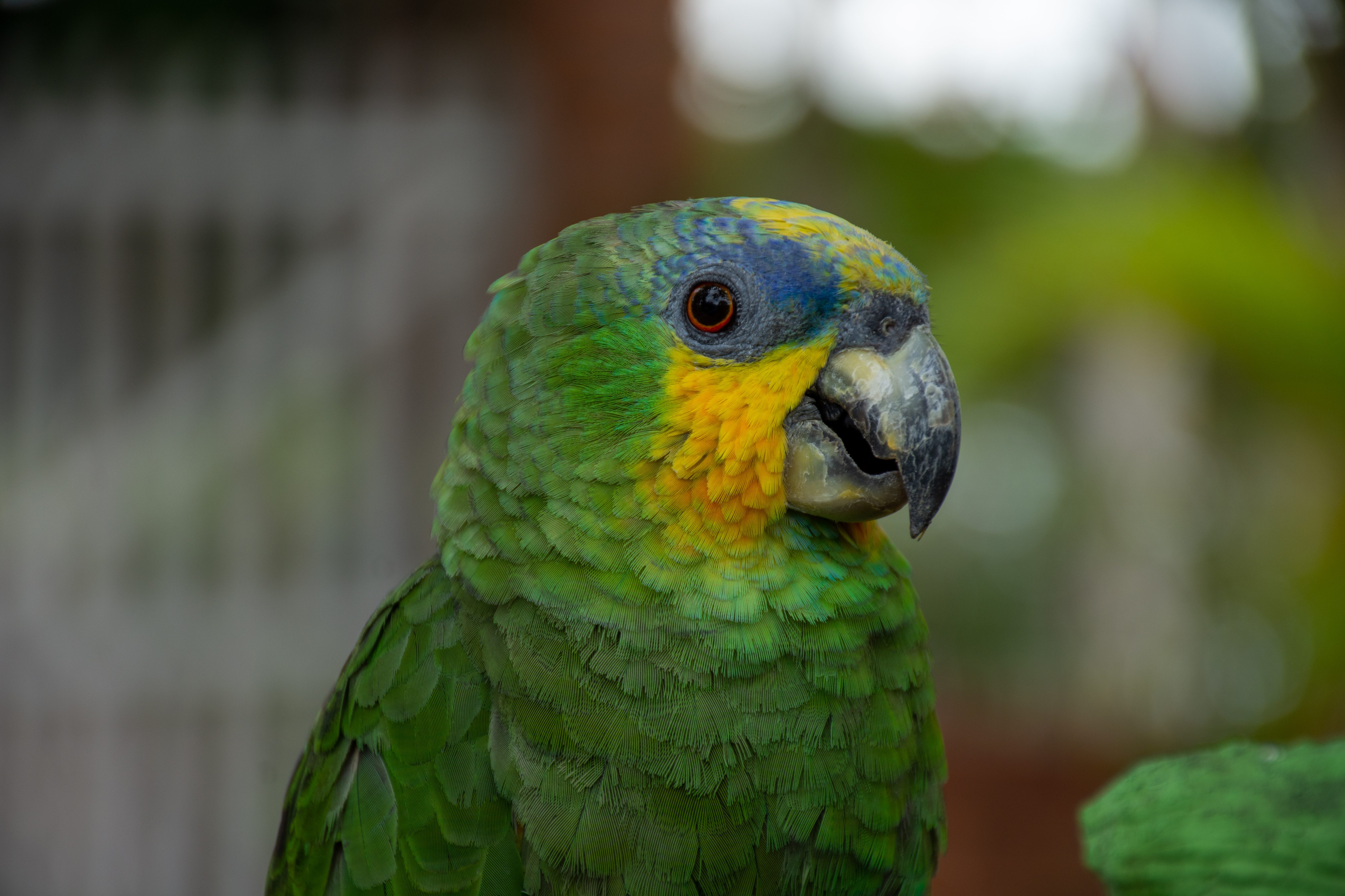 pappagallo Amazona amazonica