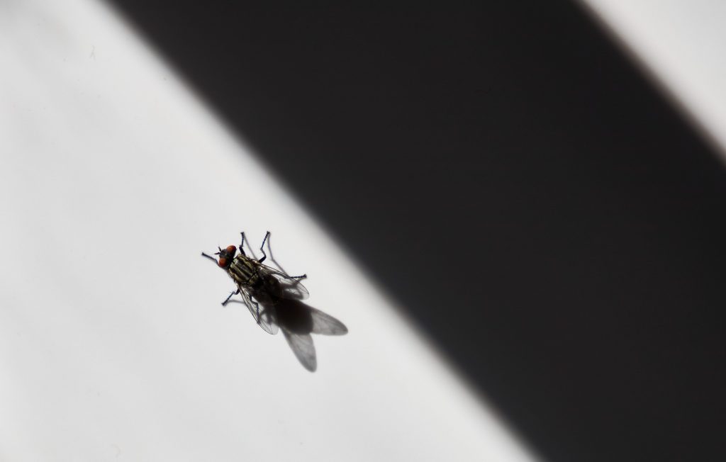 Una mosca cammina tranquillamente su una parete verticale