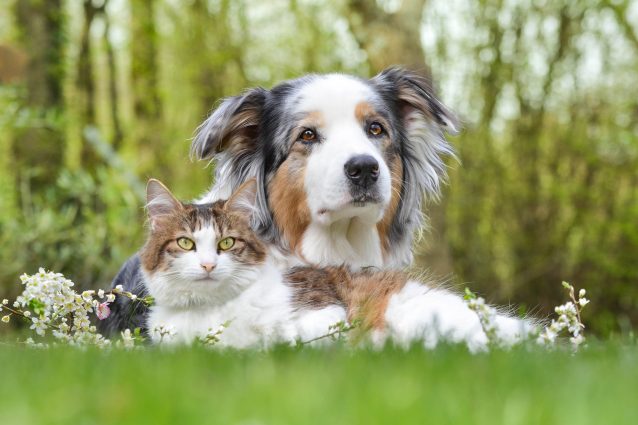 cane gatto